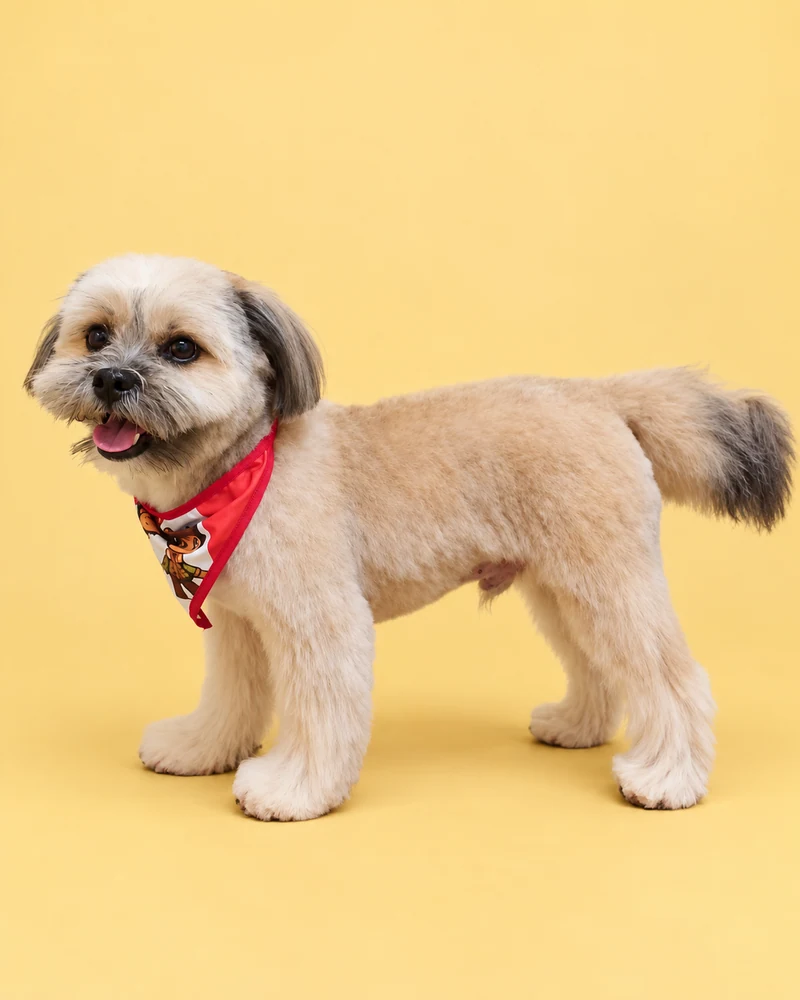 Cão de pelagem clara e cinza com bandana vermelha