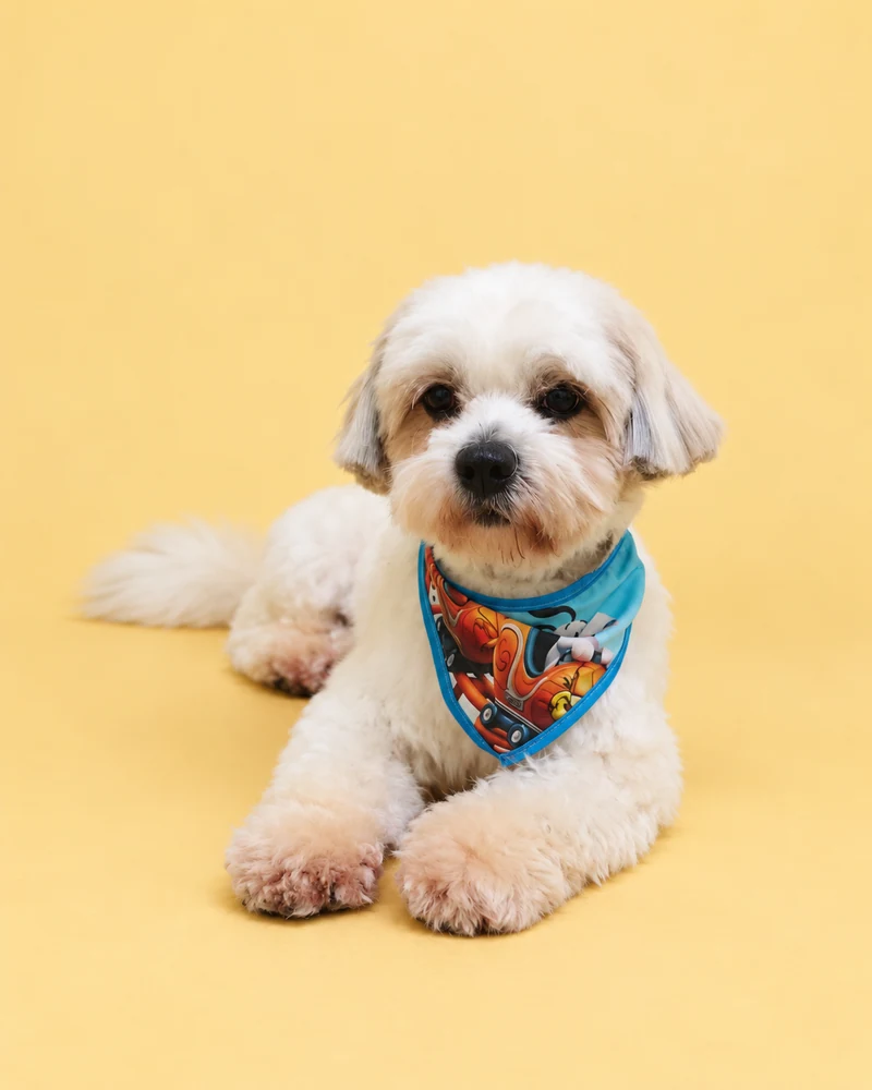 Cão branco deitado, usando bandana azul