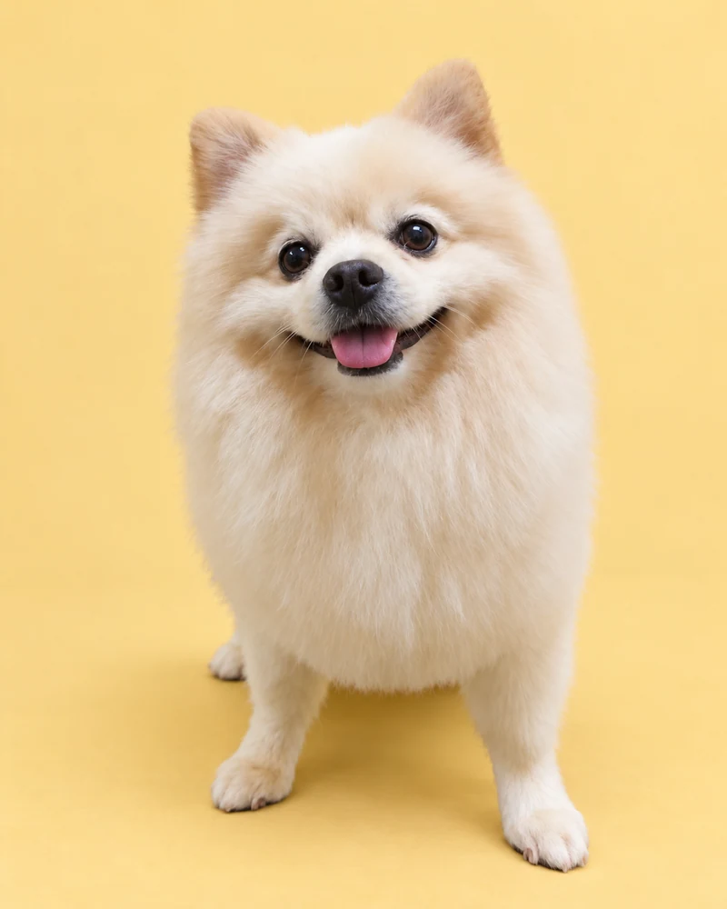 Spitz branco com a pelagem macia e expressão alegre